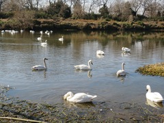 Cygnus columbianus bewickii
