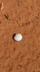 Sphincterochila aharonii