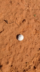 Sphincterochila aharonii