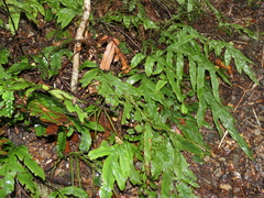 Blechnum colensoi