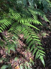Gymnosphaera podophylla