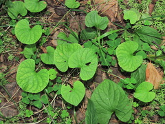 Viola palustris