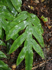 Blechnum colensoi