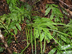 Blechnum colensoi
