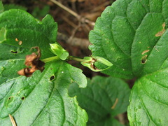 Viola palustris