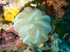 Plerogyra sinuosa