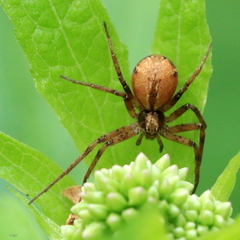 Philodromus collinus