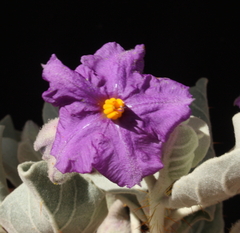 Solanum lasiophyllum