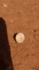 Xerocrassa davidiana