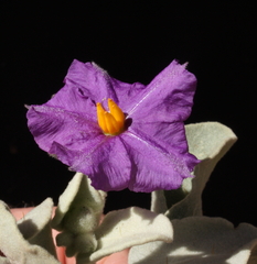 Solanum lasiophyllum