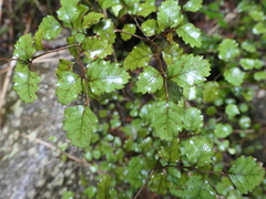 Nothofagus fusca