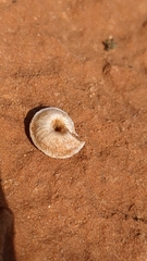 Xerocrassa davidiana