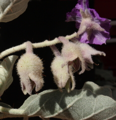 Solanum lasiophyllum