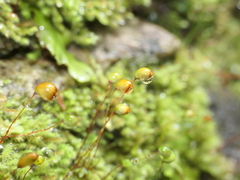 Breutelia pendula