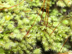 Breutelia pendula