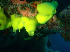 Leucetta chagosensis