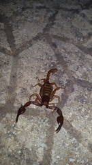 Euscorpius garganicus