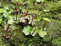 Marchantia foliacea