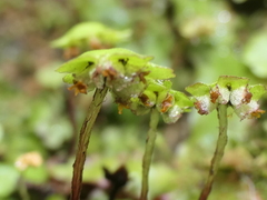 Marchantia foliacea