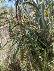 Sophora microphylla