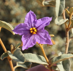 Solanum oldfieldii