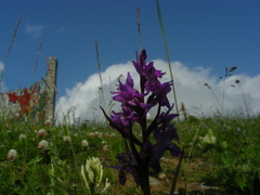Dactylorhiza urvilleana