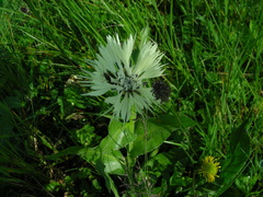 Centaurea cheiranthifolia