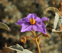 Solanum oldfieldii