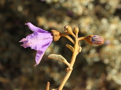 Solanum oldfieldii