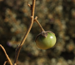 Solanum oldfieldii