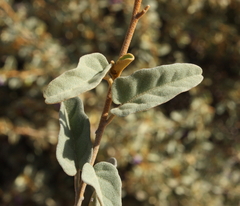 Solanum oldfieldii
