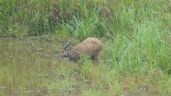 Tragelaphus spekii gratus