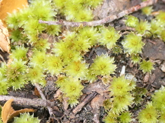 Rosulabryum subtomentosum