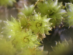Rosulabryum subtomentosum
