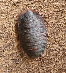 Laxta granicollis