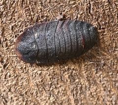 Laxta granicollis