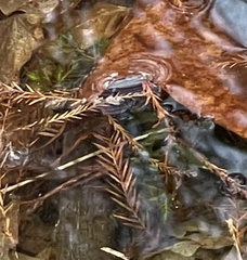 Proserpinaca palustris