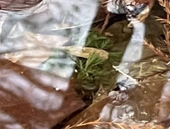 Proserpinaca palustris