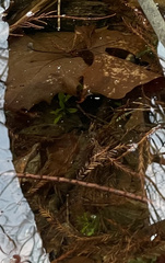 Proserpinaca palustris