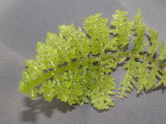 Trichocolea mollissima