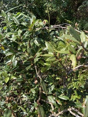 Quercus sessilifolia