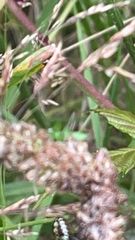 Conocephalus semivittatus