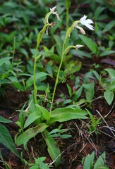 Habenaria suaveolens