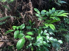 Archidendron lucidum