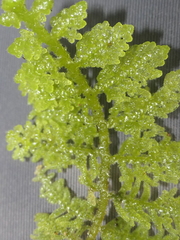 Trichocolea mollissima