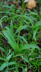 Habenaria suaveolens