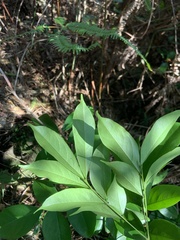 Archidendron lucidum