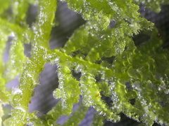 Trichocolea mollissima