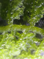 Trichocolea mollissima