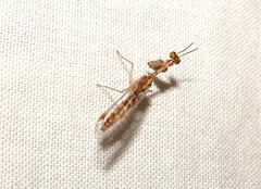 Austromantispa